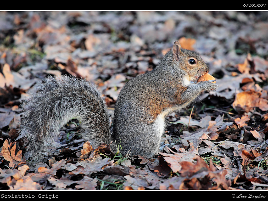 Scoiattolo # 2