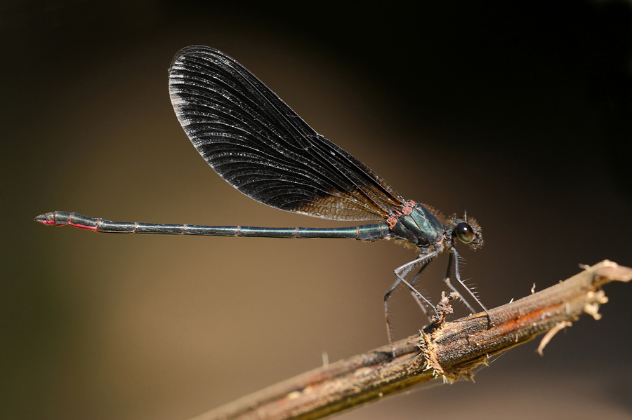 ...Damigella Ripescata...!!!