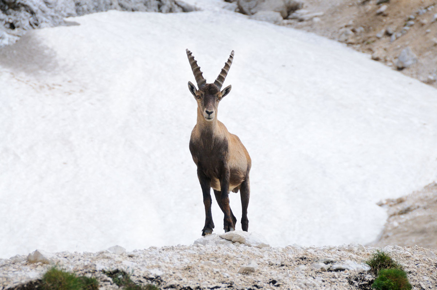 Stambecco sul Montasio