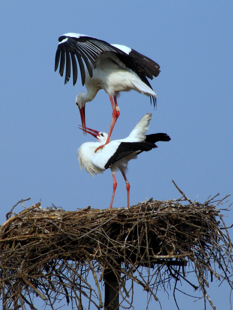 cicogne innamorate 2