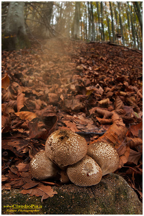 Lycoperdon perlatum e spore