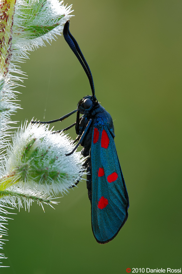Zygaena Lonicerae