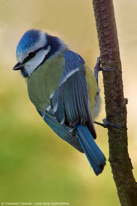 Cinciarella - Parus caeruleus