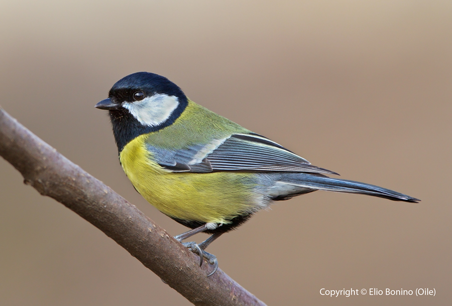 Cinciallegra (Parus major)
