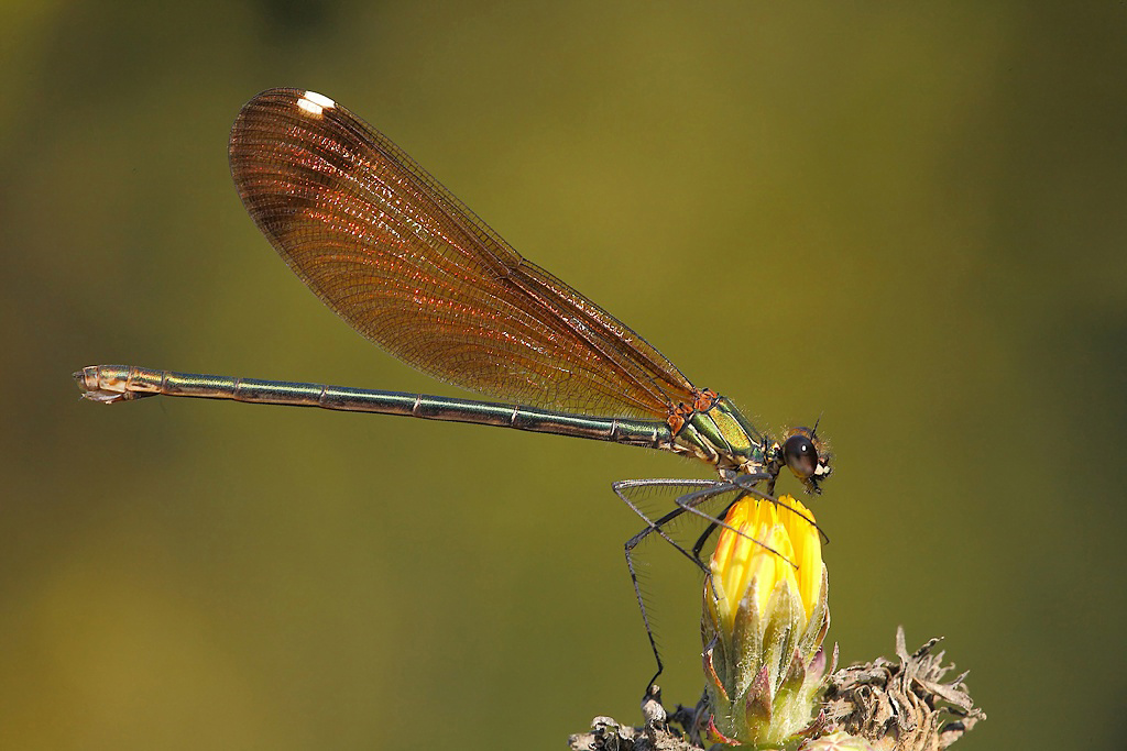 ...Fiore Giallo...!!!
