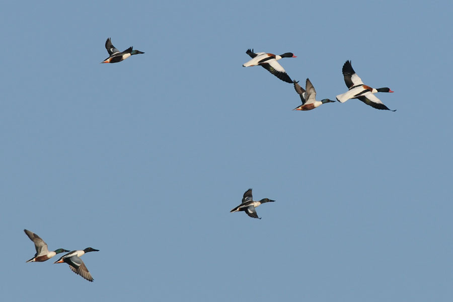 volo di mestoloni e volpoche