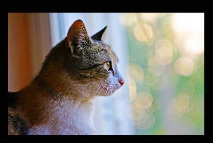 bokeh!!:)