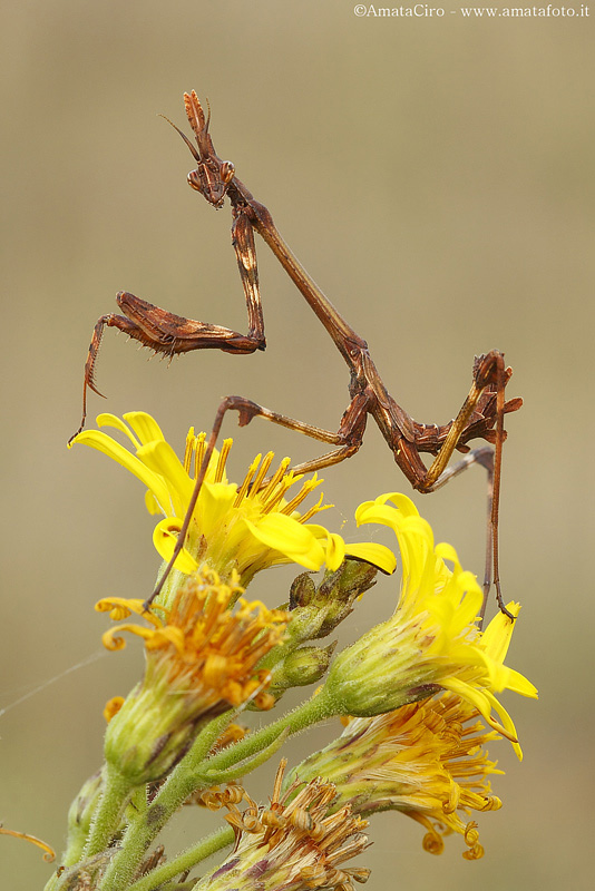 Empusa pennata