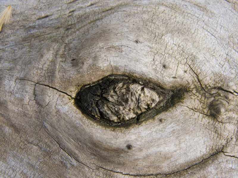 occhio di legno