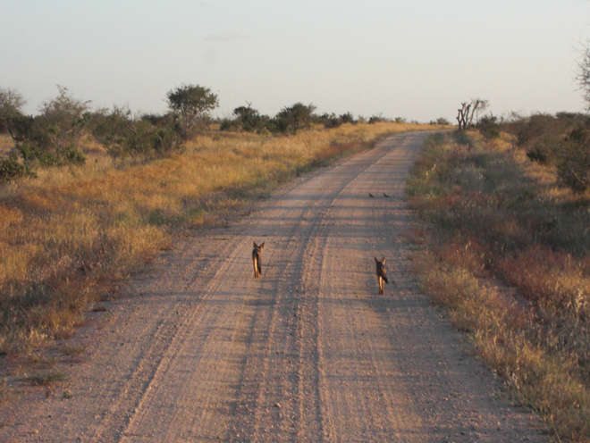 The way of the jackals