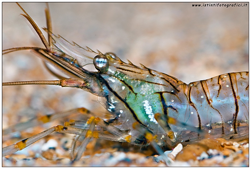Iridescenze su Palaemon elegans