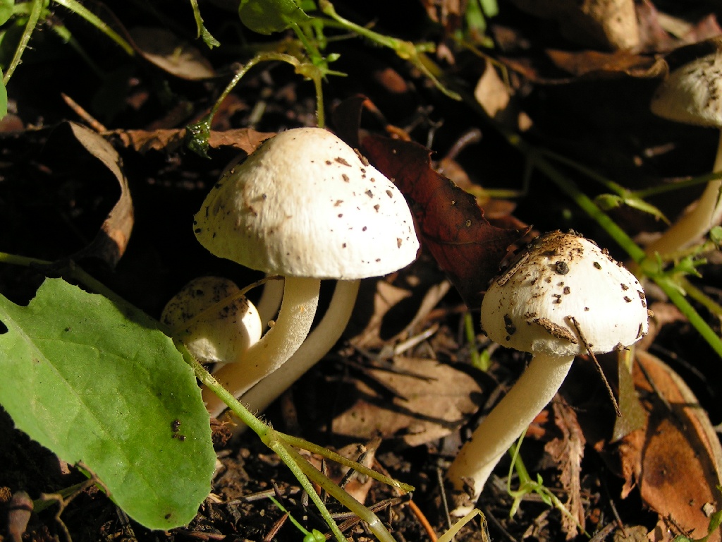 Funghi bianchi