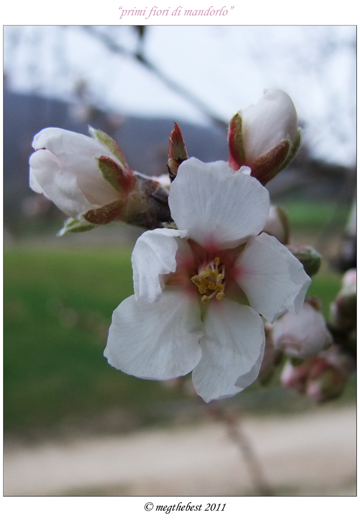 primi fiori di mandorlo