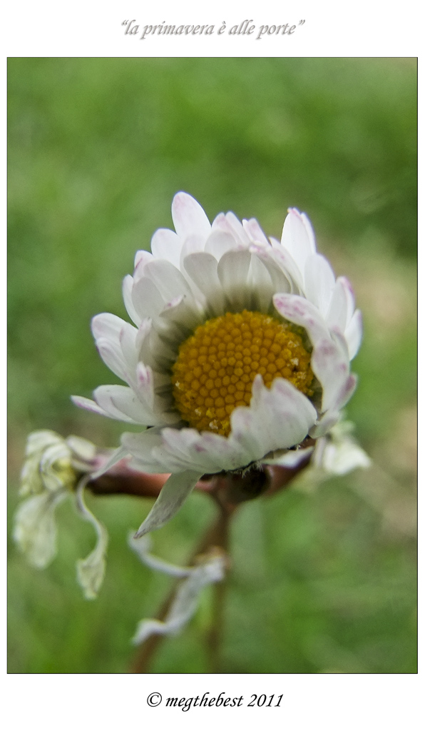 la primavera � alle porte