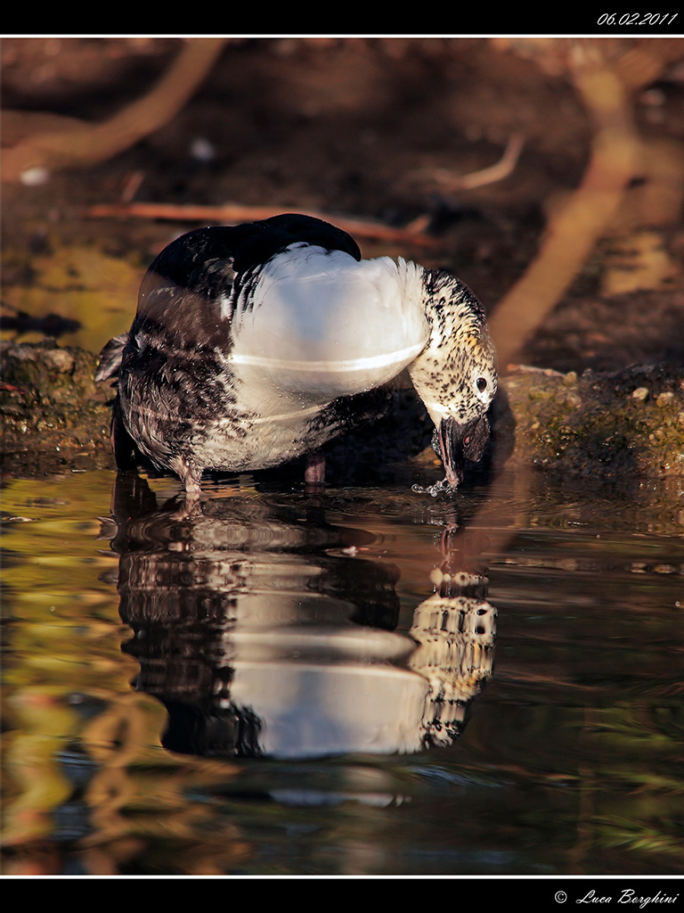 Anatra dal Bernoccolo # 1