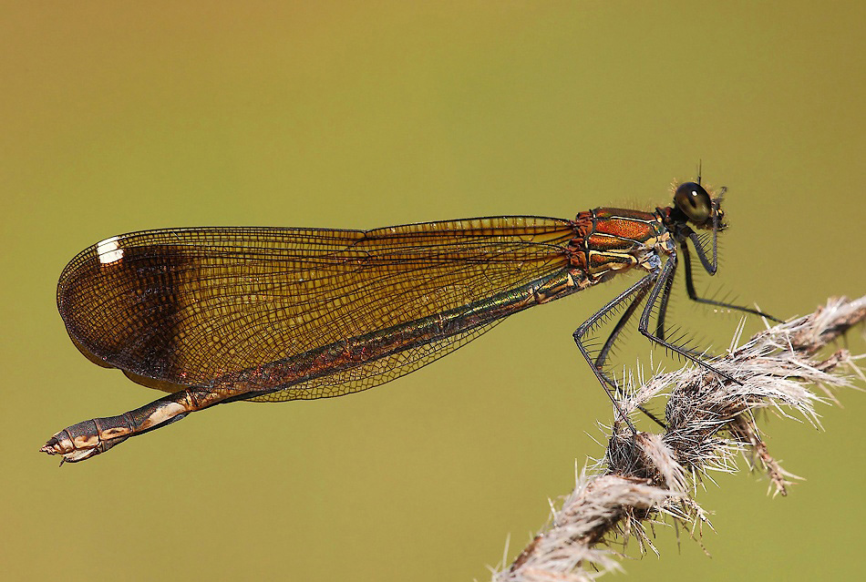 ...Ssss...Silenzio...!!!