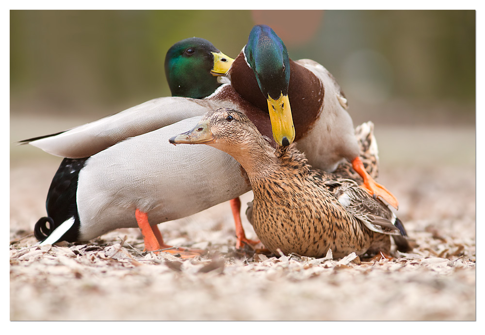 La stagione degli .....amori