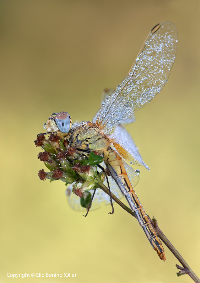 Sympetrum fonscolombii