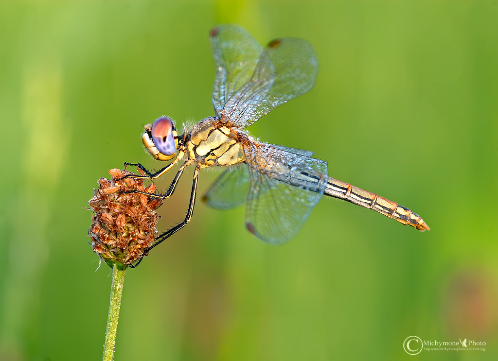Sympetrum