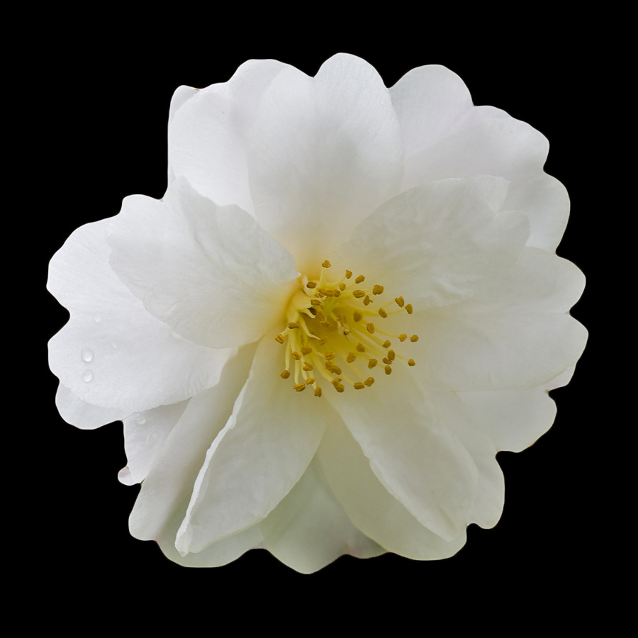 camelia bianca