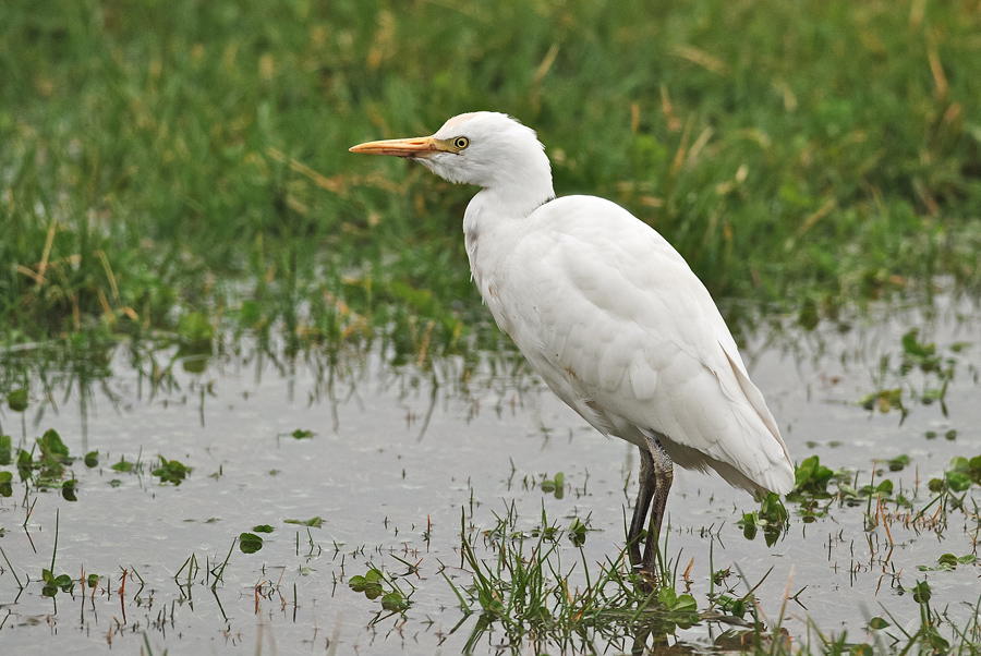 Ritratto di airone guardabuoi