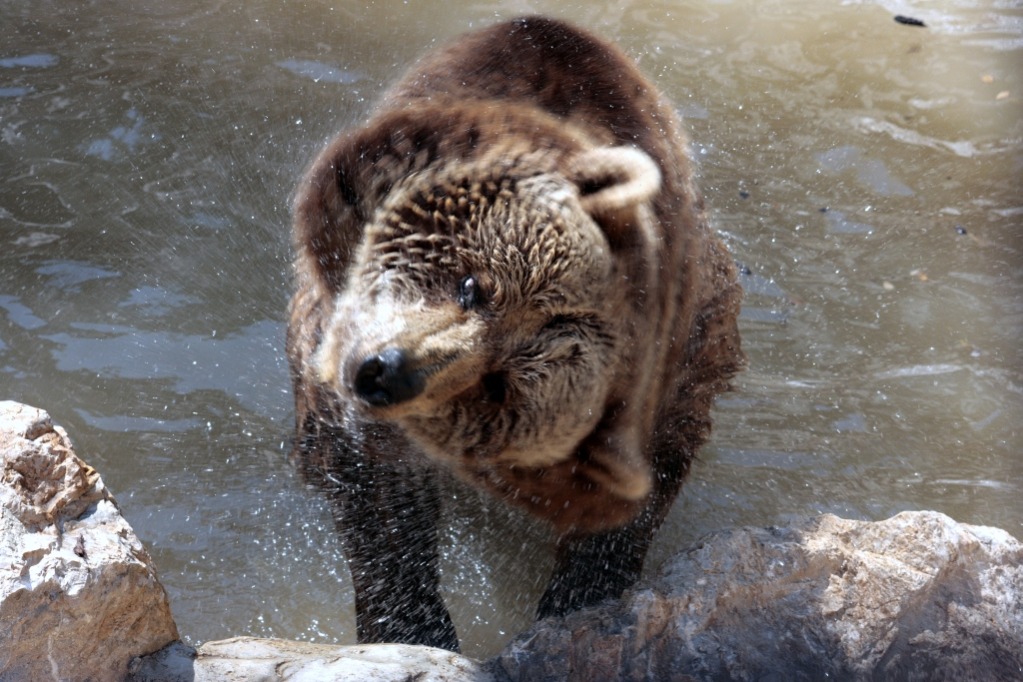 Orsetto Dispettoso...