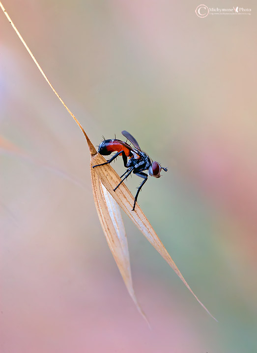Cylindromyia brassicaria in un mondo a colori