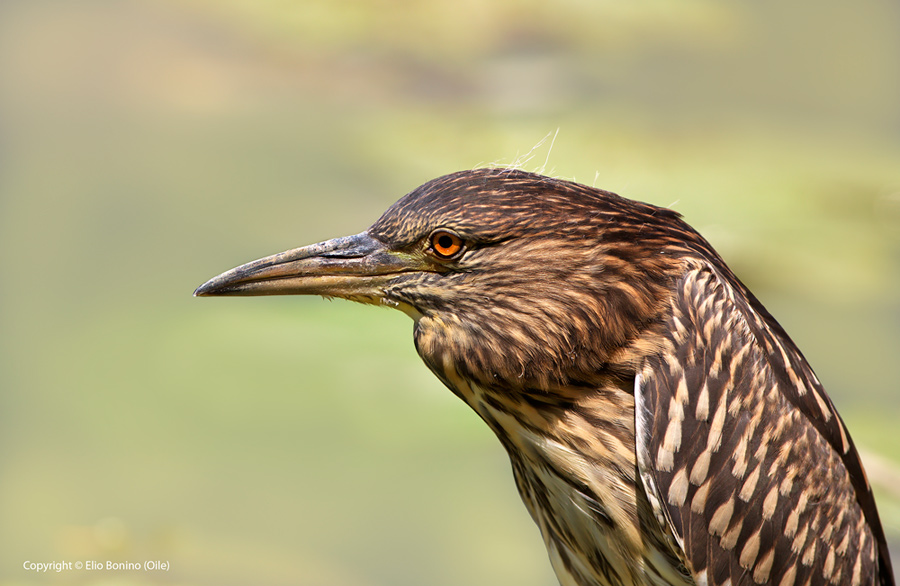 Nitticora (Nycticorax nycticorax)