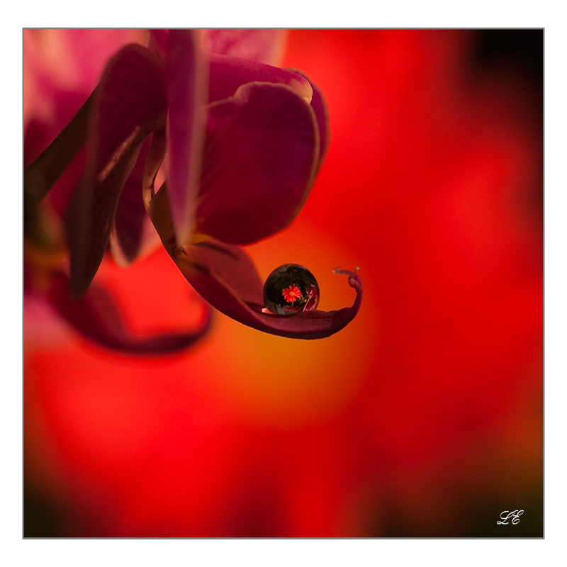 Orchid drop