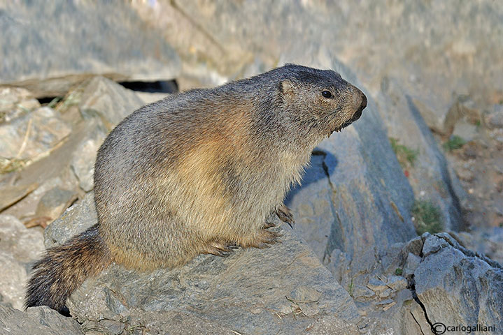 Marmotta