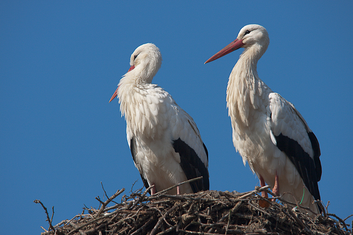 Cicogne (06 marzo 2011)