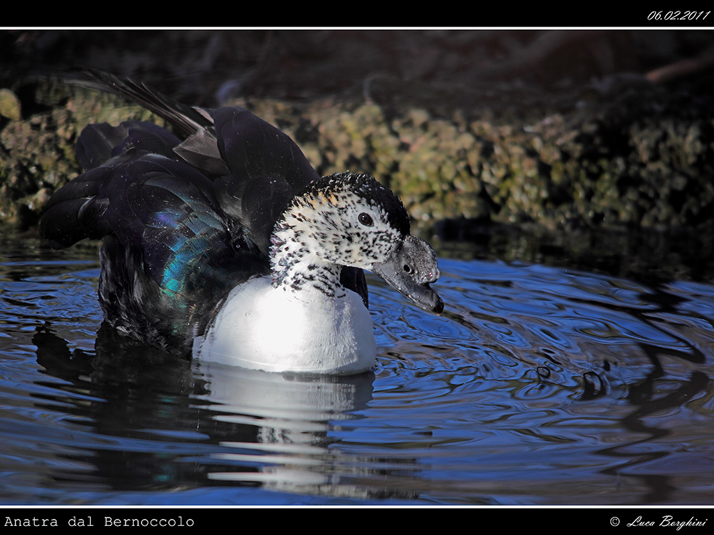 Anatra dal Bernoccolo # 2