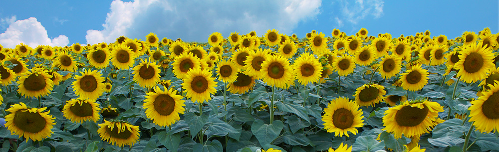 Girasoli