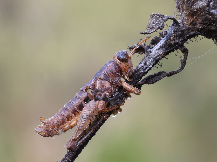 Non solo le ciambelle hanno il buco...