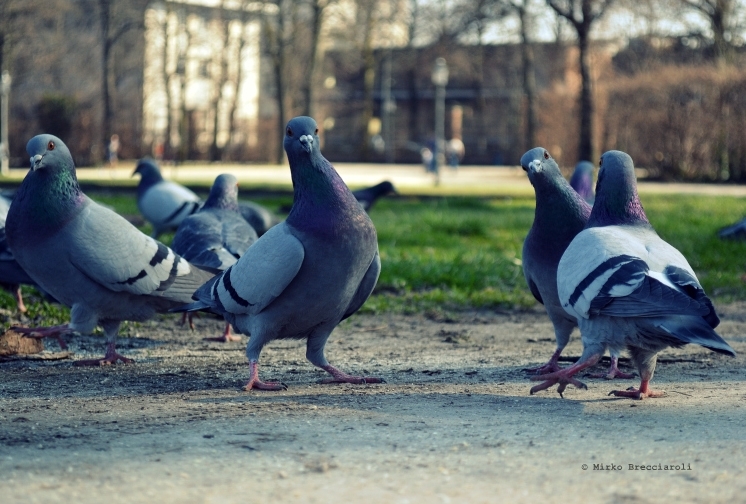 Curiosi o Minacciosi??
