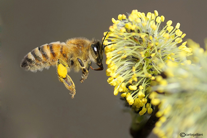Il richiamo del polline