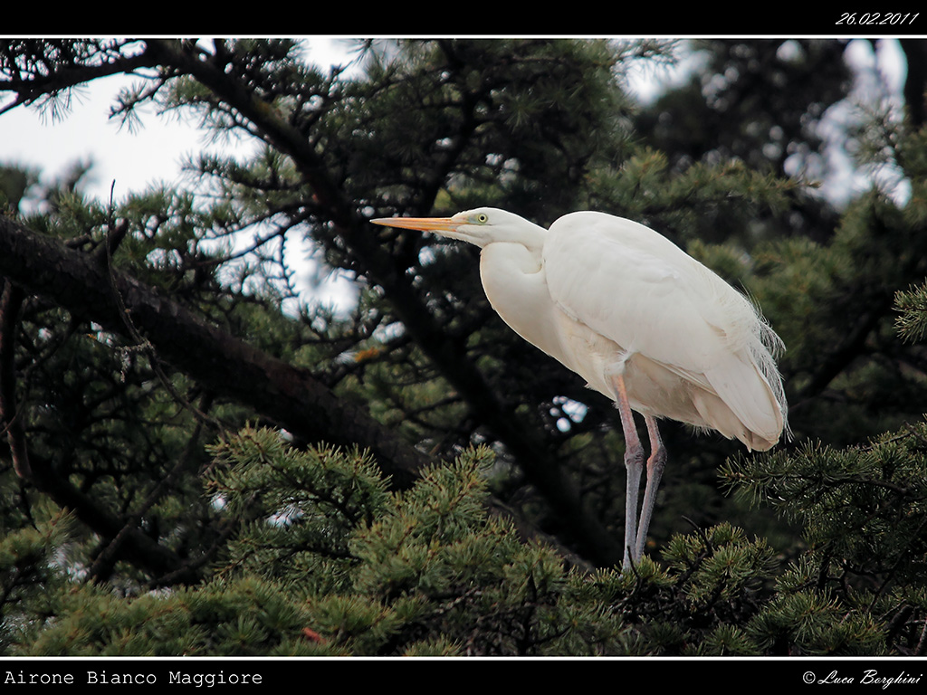 Airone Bianco Maggiore # 1