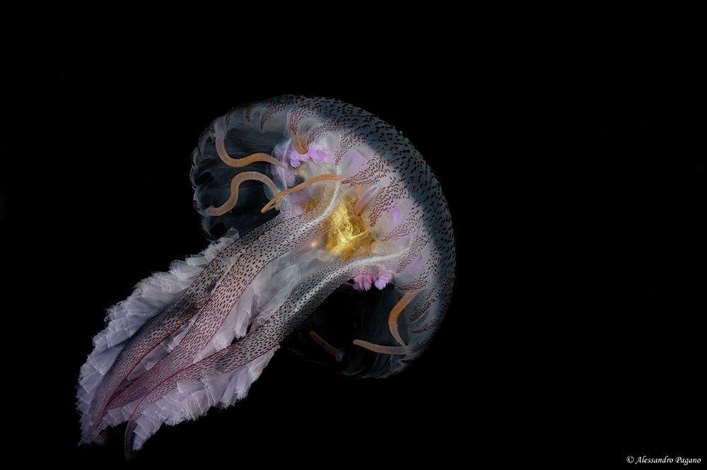 Guardare....ma non toccare!