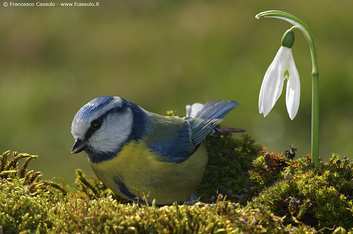 Cinciarella - con set