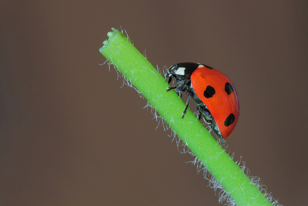 ...Colori Forti...!!!