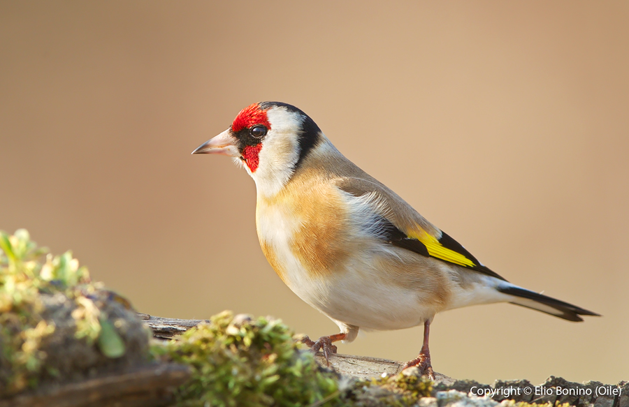 Cardellino (Carduelis carduelis)