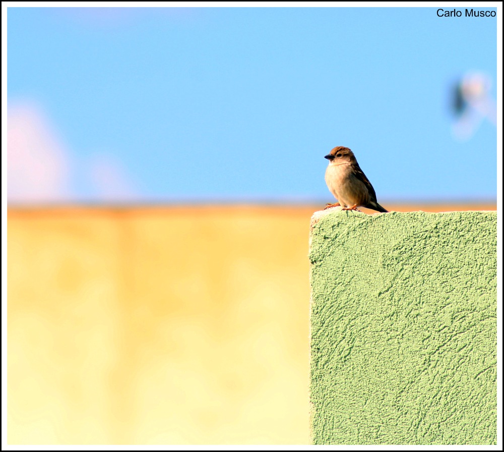 Vista dall'alto-Inaugurando il tamron.