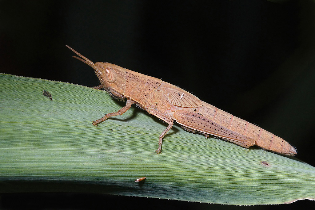 ...Sfondo Nero...!!!