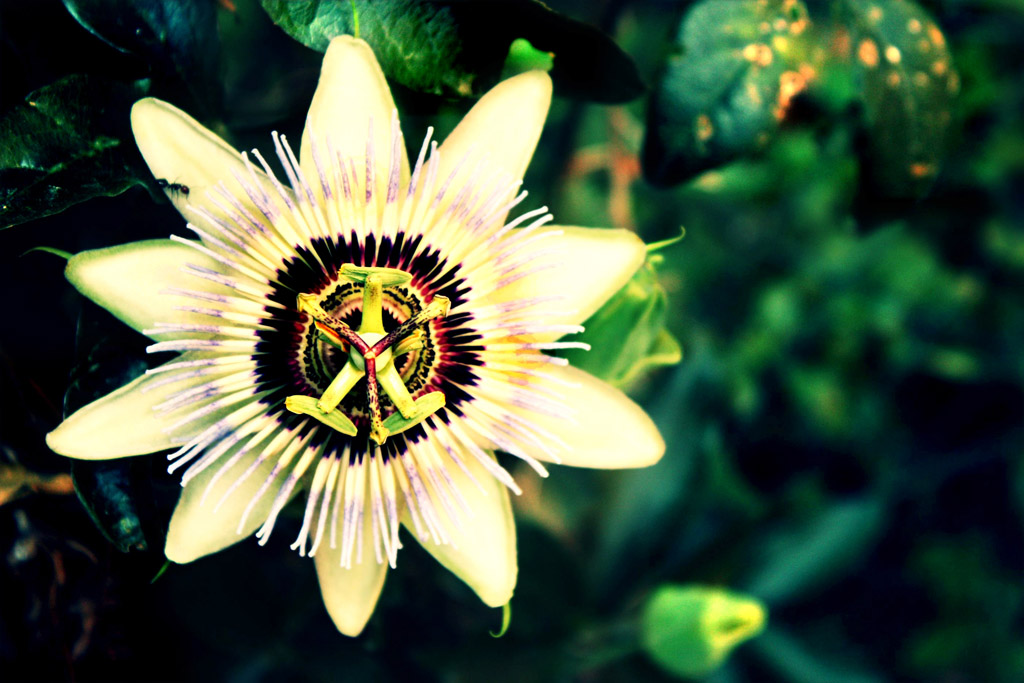 il fiore della passione..