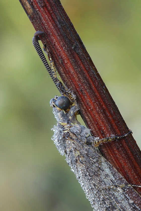 Creoleon lugdunensis (Formica Leone)