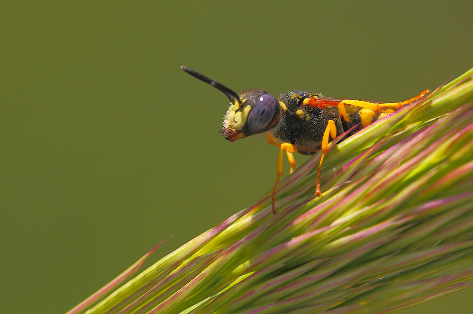 ...Ci Sono Anch'Io...!!!
