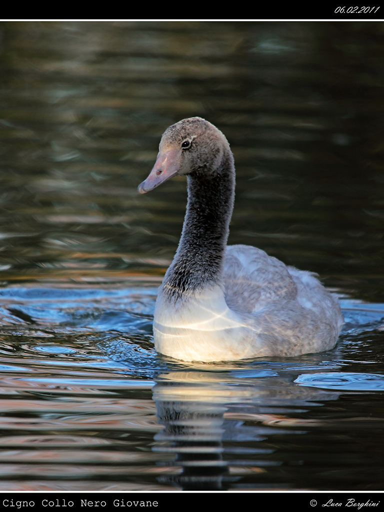 Cigno Collo Nero Giovane