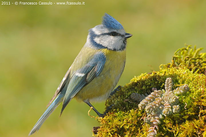 Cinciarella (Cyanistes caeruleus Linnaeus, 1758)