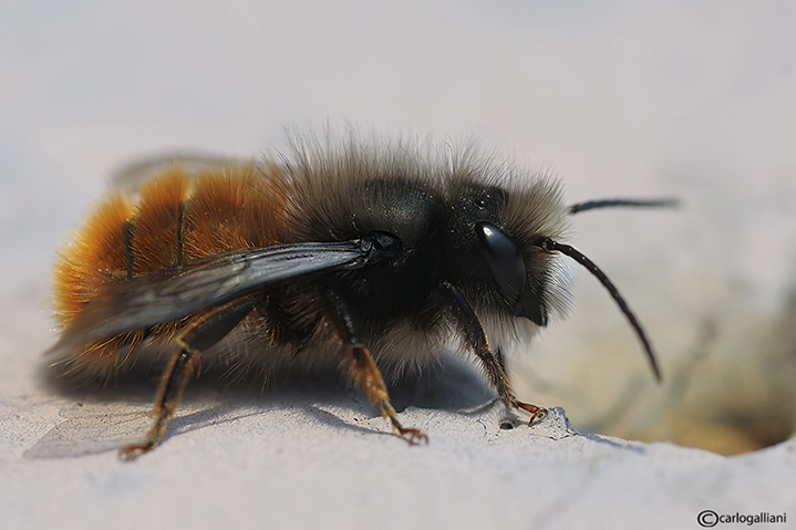 Alla ricerca del nido