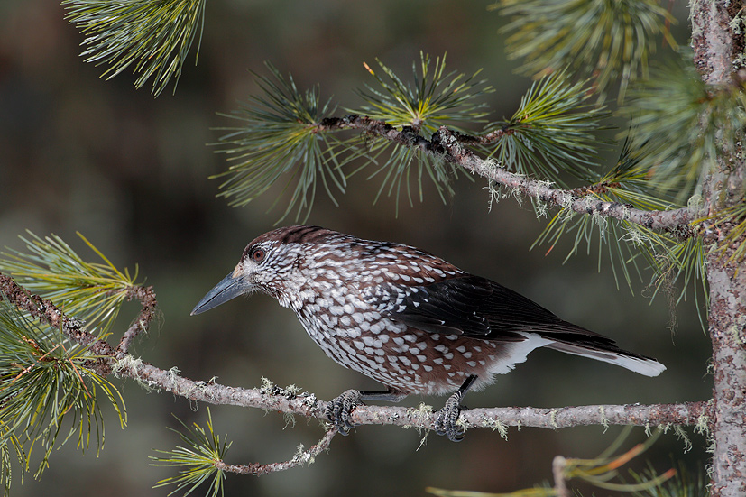 Nocciolaia ambientata